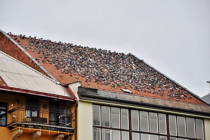 A2B Pest Control are able to install spikes to deter birds from roofs in Castleford. 