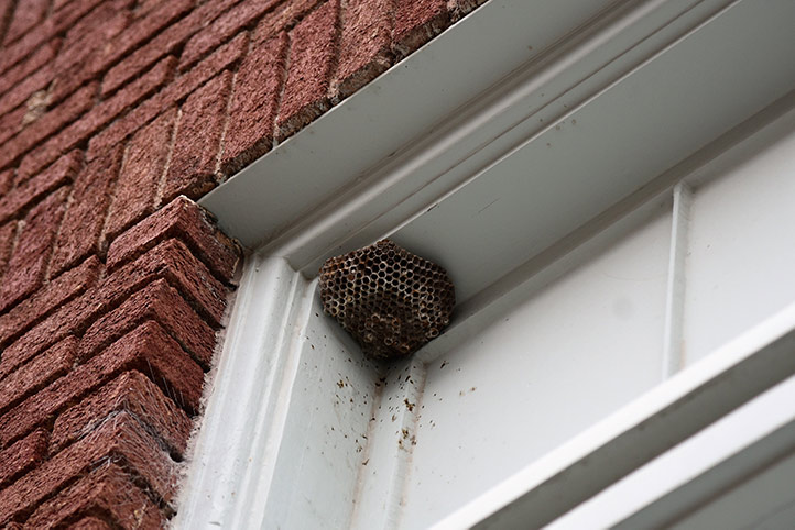 We provide a wasp nest removal service for domestic and commercial properties in Castleford.